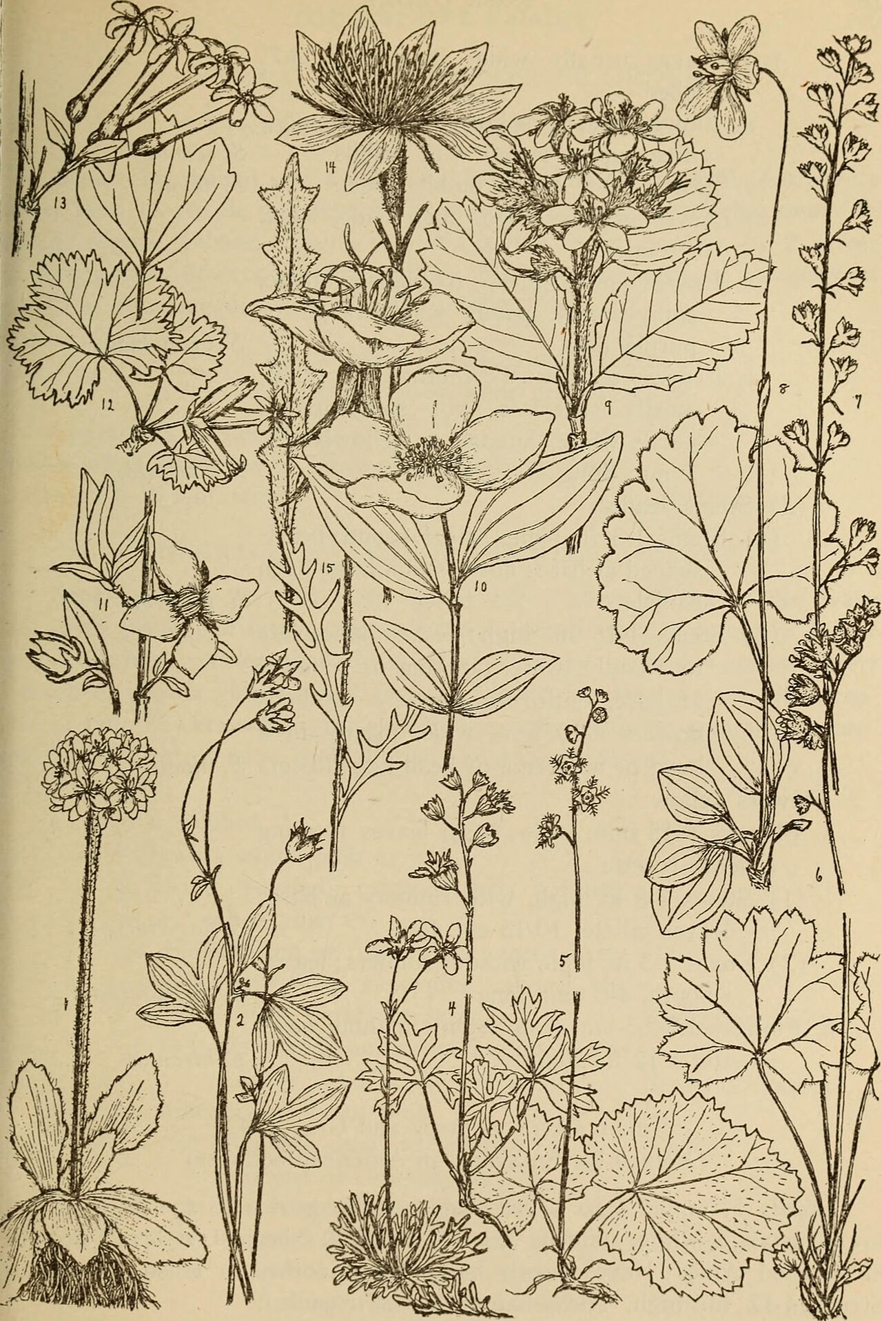 American Alumroot (Heuchera americana)