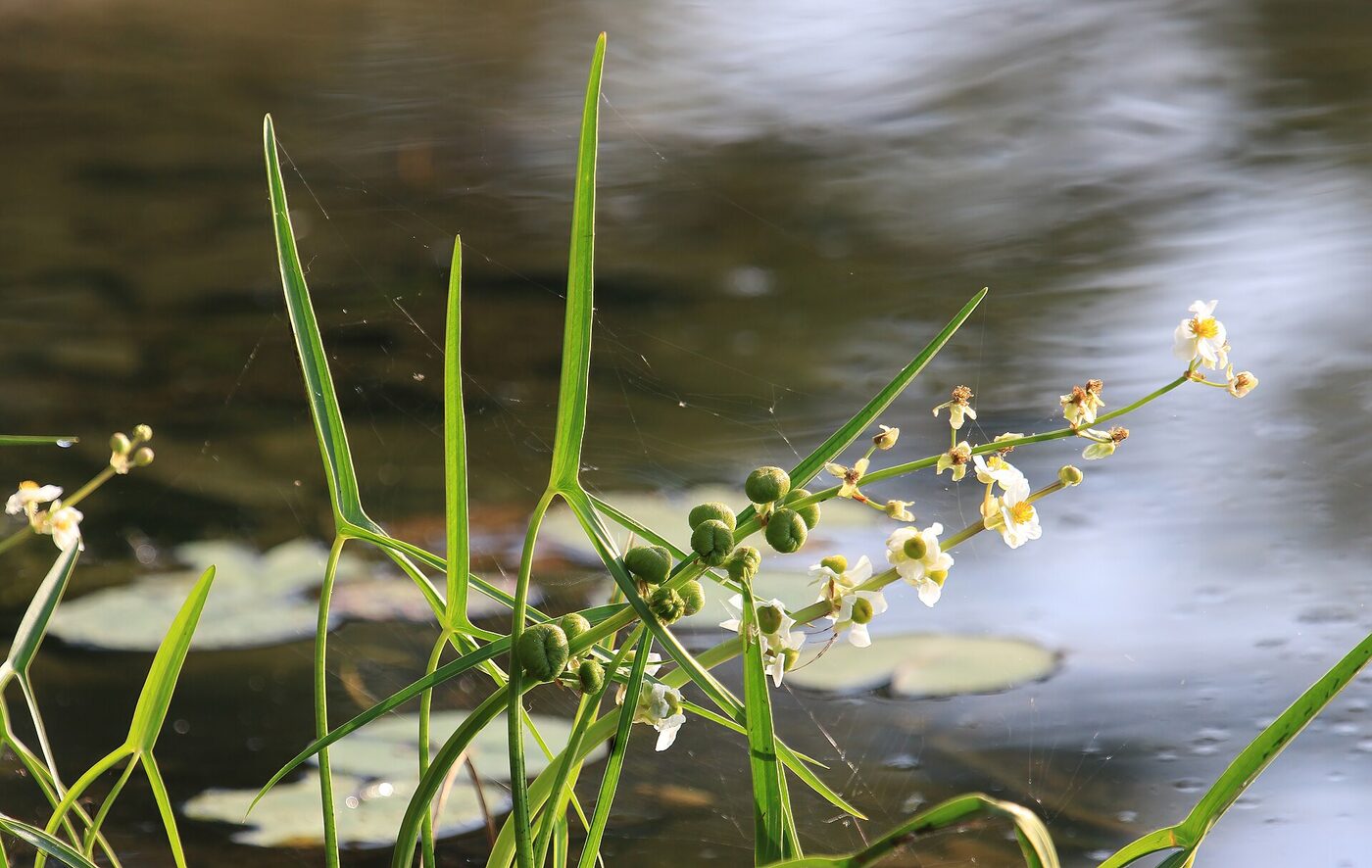 Broadleaf Arrowhead (Sagittaria latifolia) — distinctive arrowhead-shaped leaves and three-petaled white flowers with yellow centers