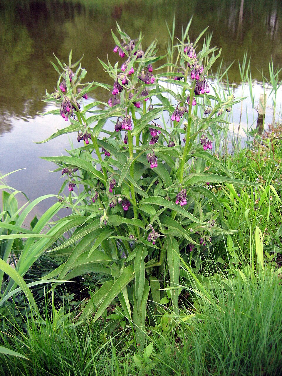 Comfrey (Symphytum officinale)