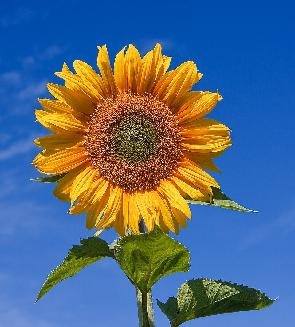Common Sunflower (Helianthus annuus) head with golden ray florets and brown disk in full bloom