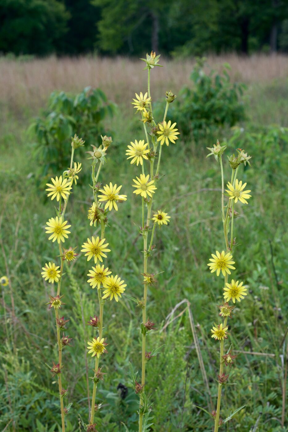 Compass Plant (Silphium laciniatum)