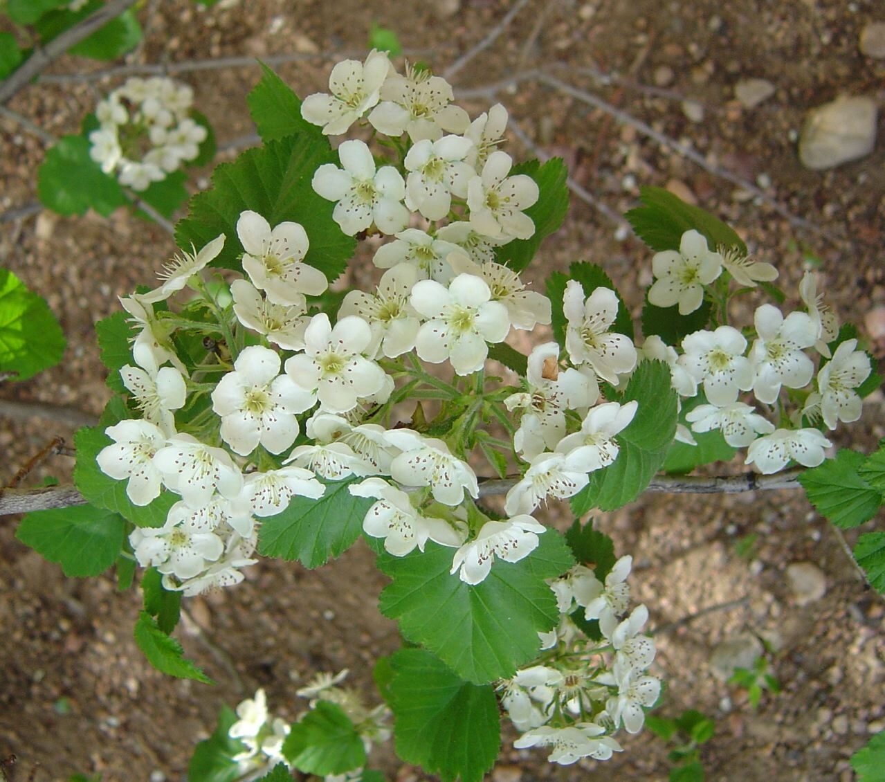 Downy Hawthorn (Crataegus mollis) in full white flower in spring