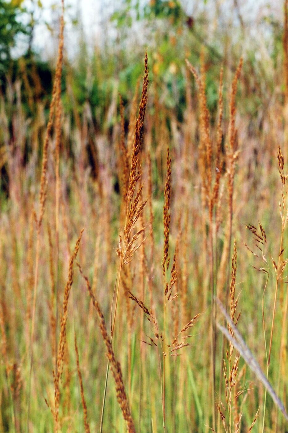 Indiangrass (Sorghastrum nutans) in late-summer flower, showing tall bronze-gold panicles