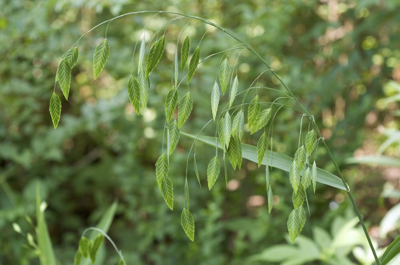 Inland Sea Oats (Chasmanthium latifolium)