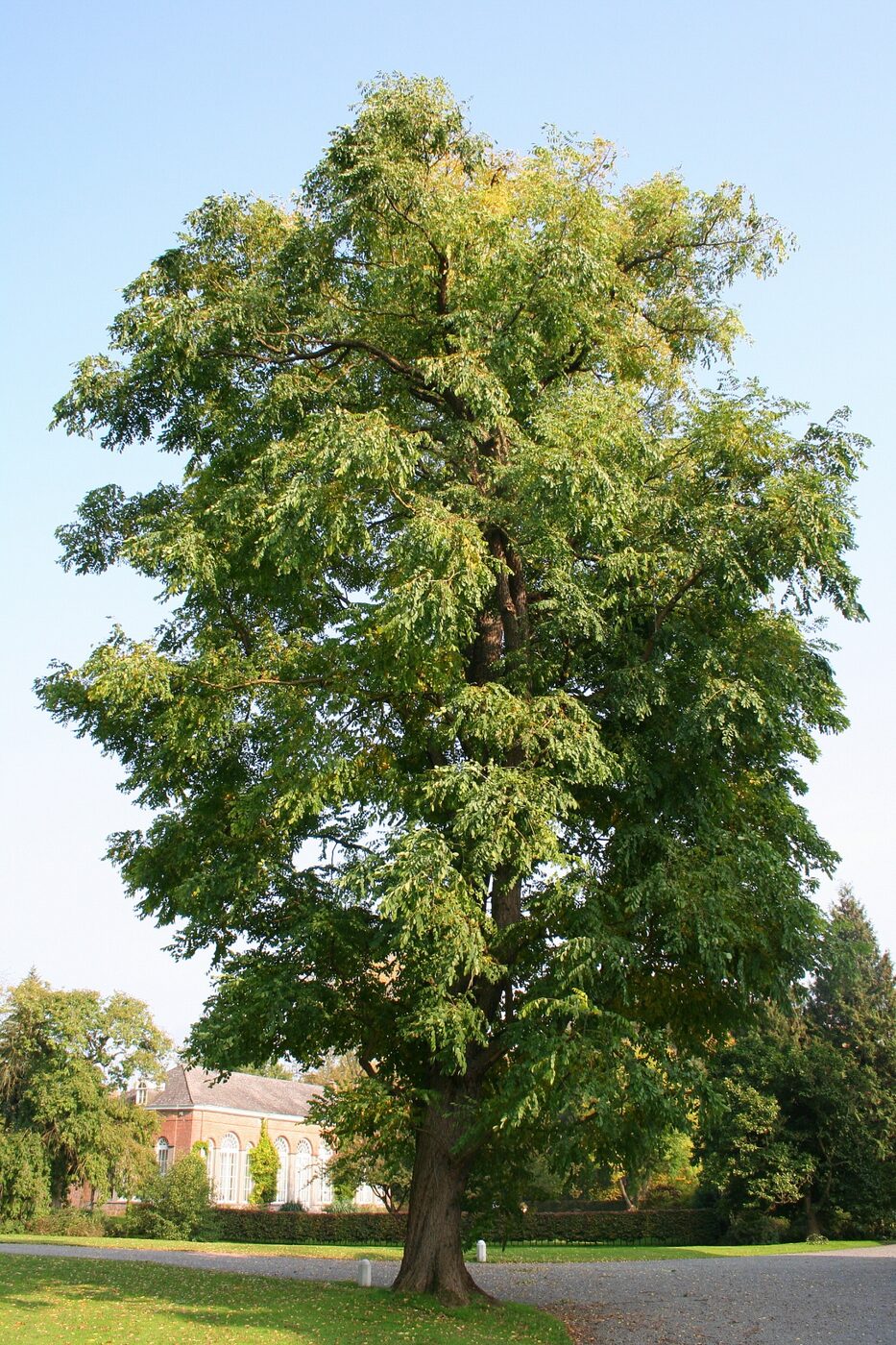Kentucky Coffeetree (Gymnocladus dioicus)