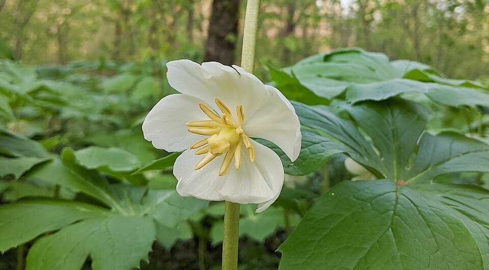Mayapple (Podophyllum peltatum)
