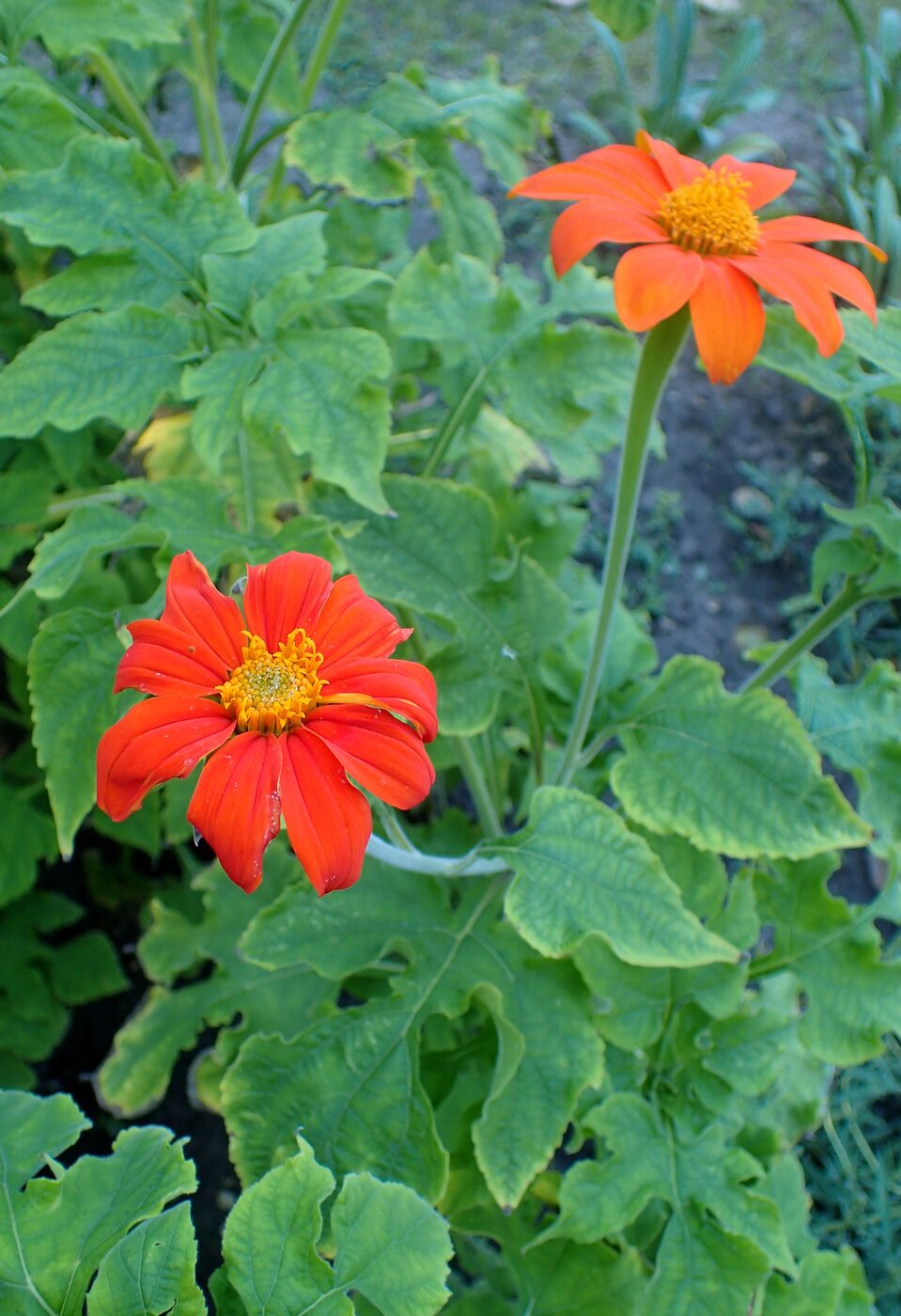 Mexican Sunflower (Tithonia rotundifolia)