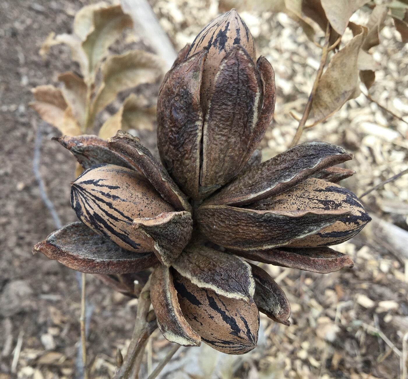 Carya illinoinensis — cluster of pecan fruit with husks split open at maturity, revealing the thin-shelled nuts