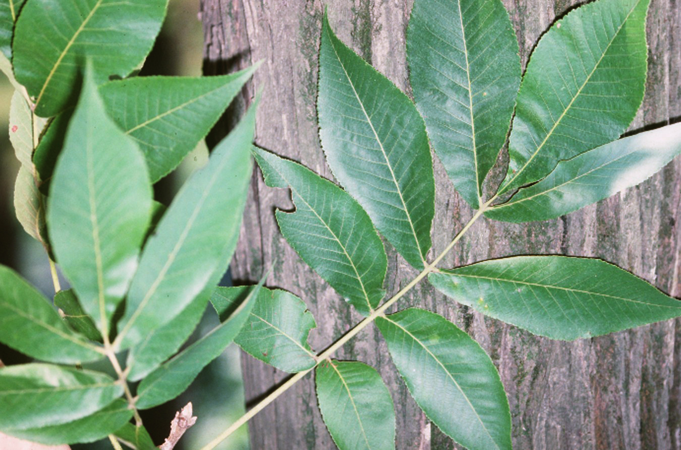 Shellbark Hickory (Carya laciniosa) showing shaggy bark, compound leaves, and mature nuts