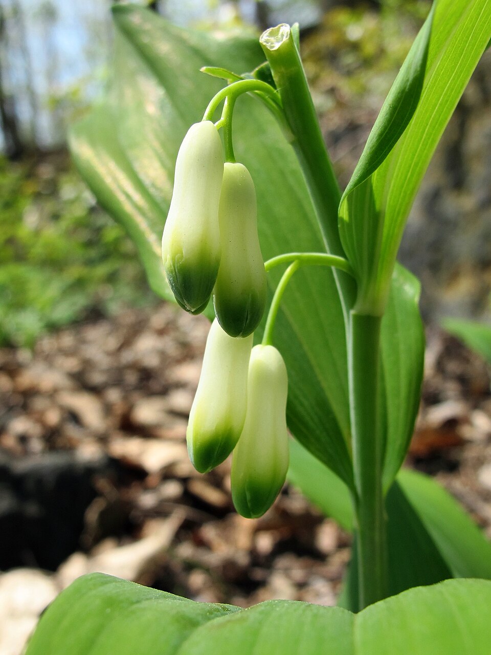 Solomon's Seal (Polygonatum biflorum)