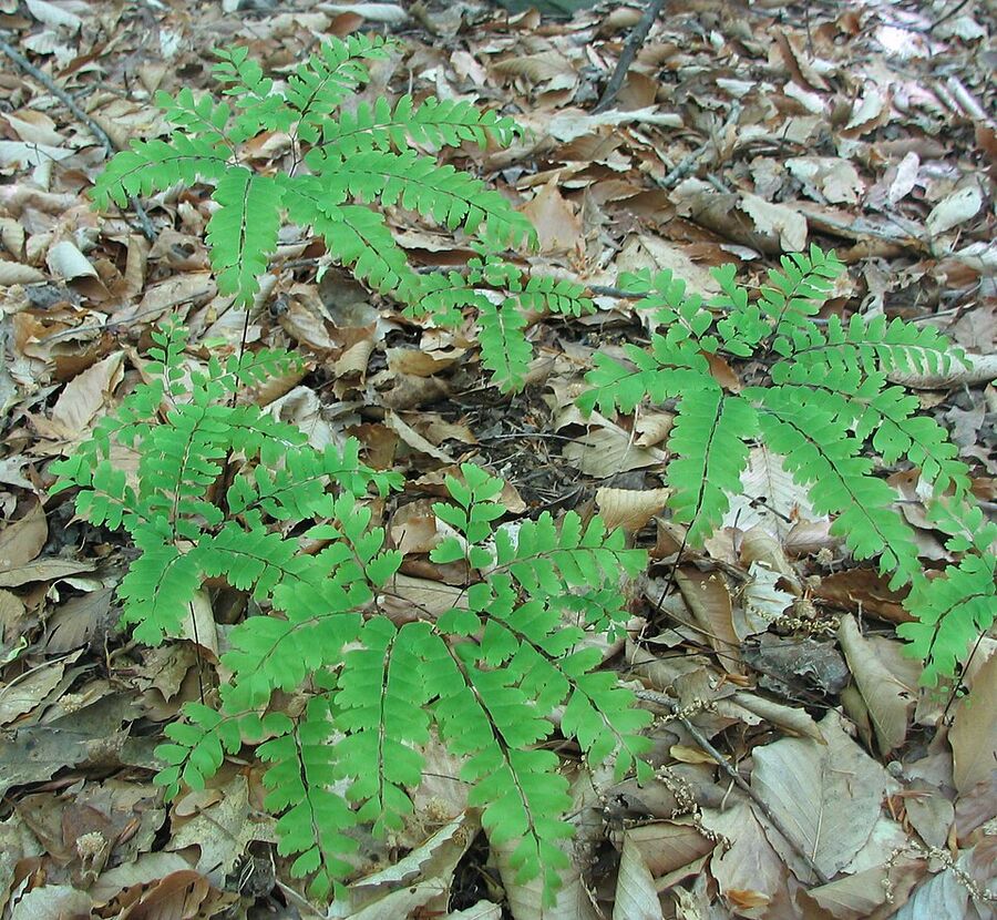 A patch (colony) of Adiantum pedatum showing the slow rhizomatous spread habit