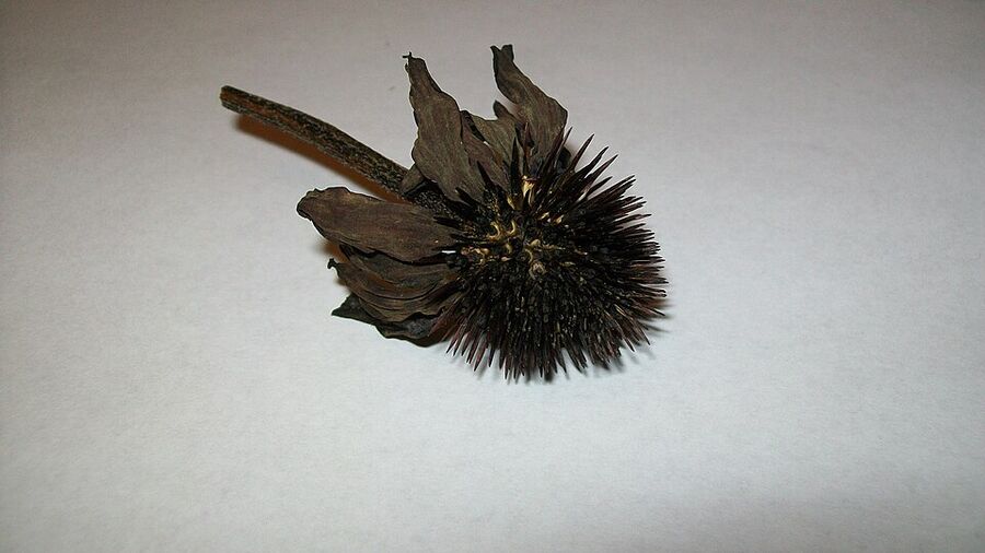 Dried spiny seed head of Echinacea purpurea showing the hedgehog-like central cone