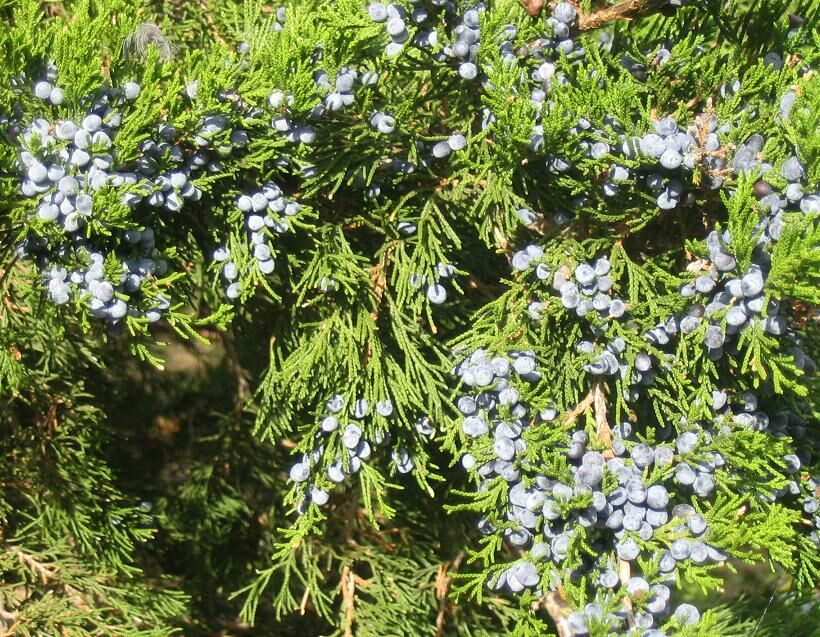 Juniperus virginiana foliage with mature glaucous-blue female cones