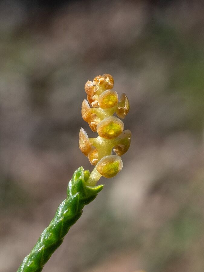 Male pollen cones of Juniperus virginiana