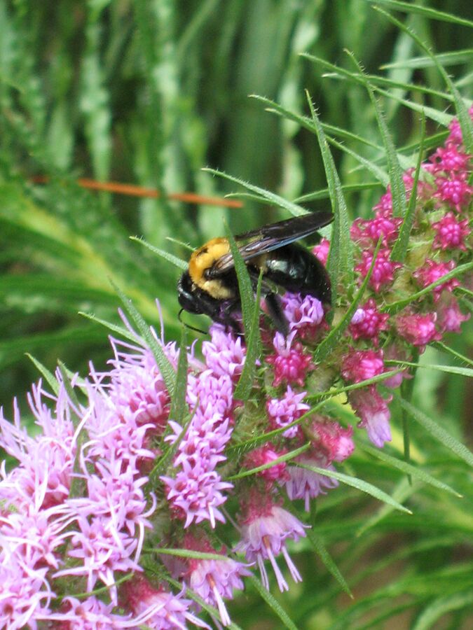 Bumblebee foraging on a Prairie Blazing Star spike
