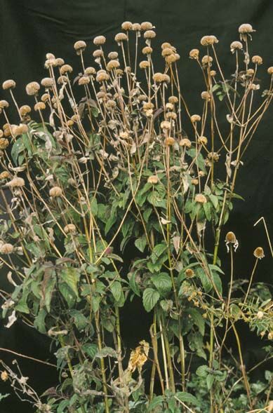 Wild bergamot habit — clump of square-stemmed plants in flower