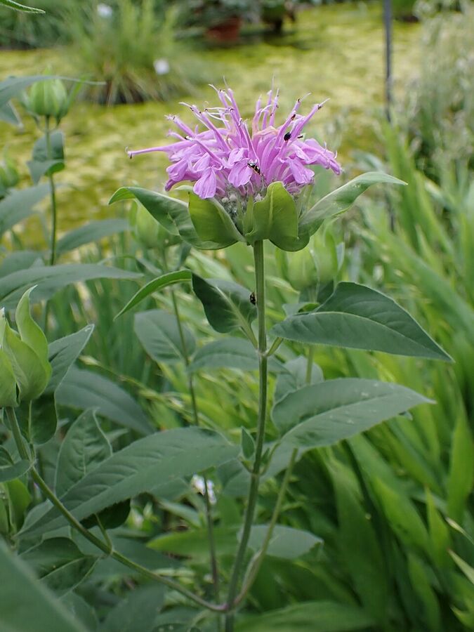 Whole wild bergamot plant in prairie habitat