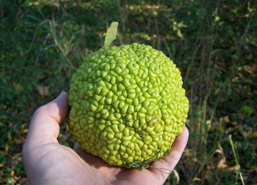 Maclura pomifera — foliage & form