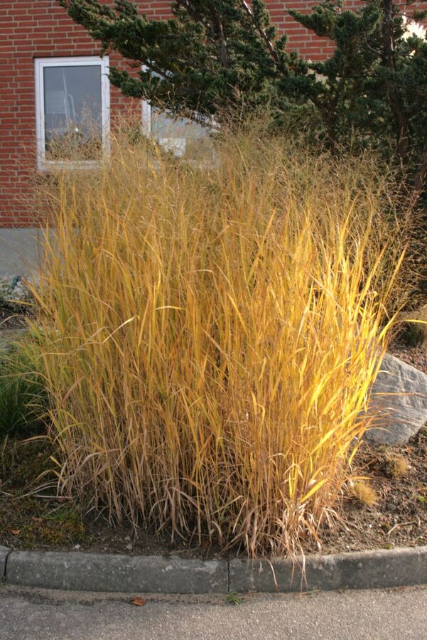 Switchgrass in autumn color, gold to russet