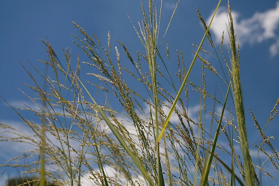 Panicum virgatum 'Northwind' showing very upright narrow habit
