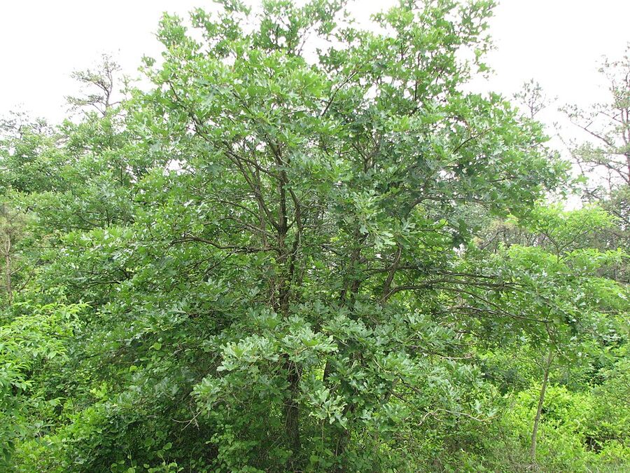 Mature Quercus stellata showing dense rounded crown and stout horizontal branches