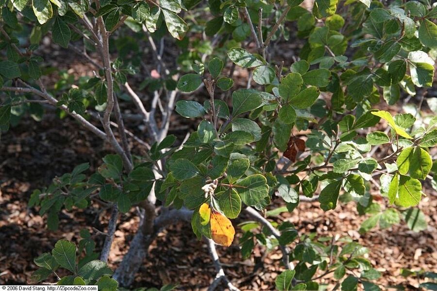 Rhus aromatica 'Gro-Low' used as low landscape groundcover