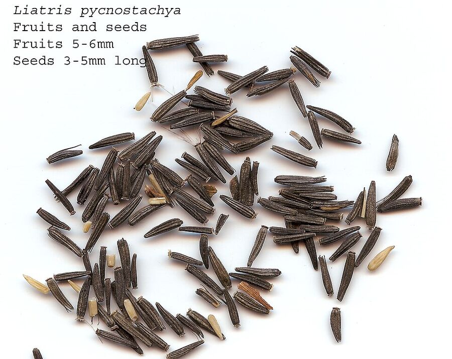 Achene seeds of Liatris pycnostachya with feathery pappus