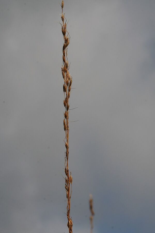 Sorghastrum nutans 'Sioux Blue' cultivar in landscape planting