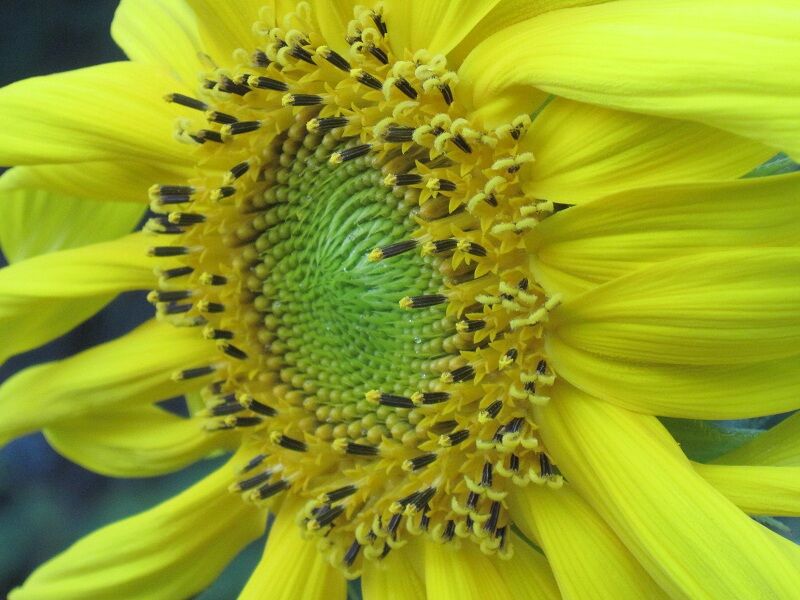 Mammoth Russian cultivar of Helianthus annuus, towering single-head sunflower