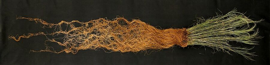 Switchgrass root system excavated at the Land Institute, showing roots much deeper than the plant is tall