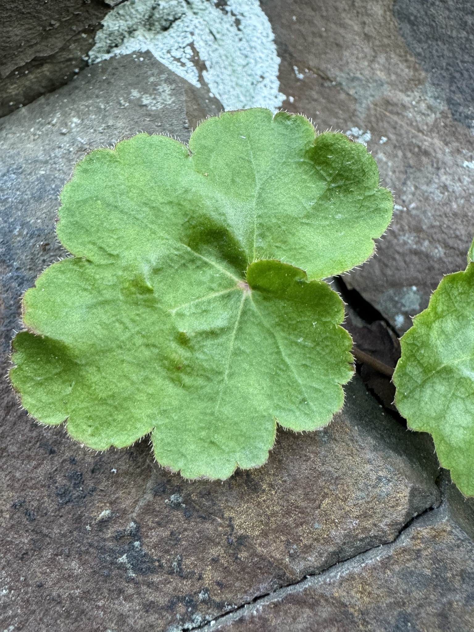 Heuchera americana &mdash; American alumroot