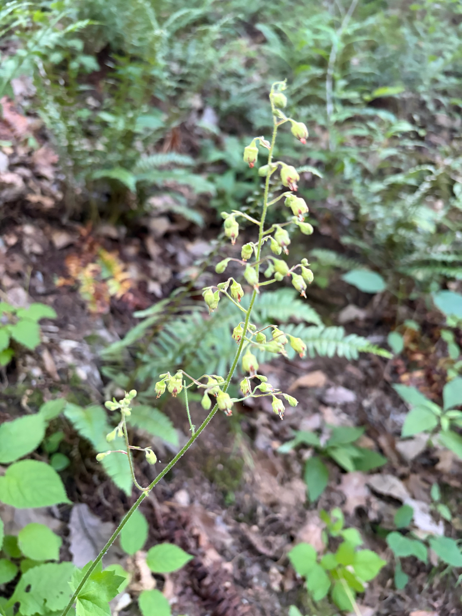 Heuchera americana &mdash; American alumroot