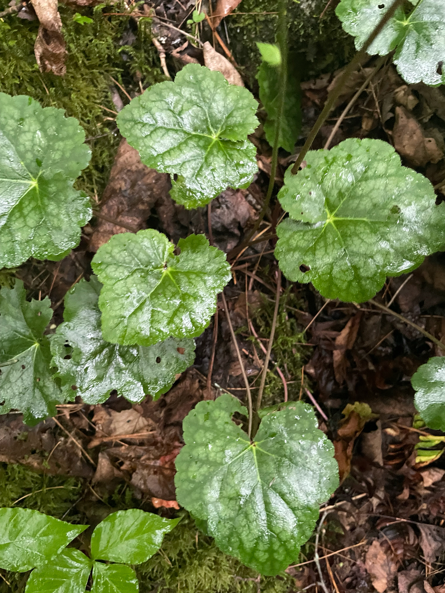 Heuchera americana &mdash; American alumroot