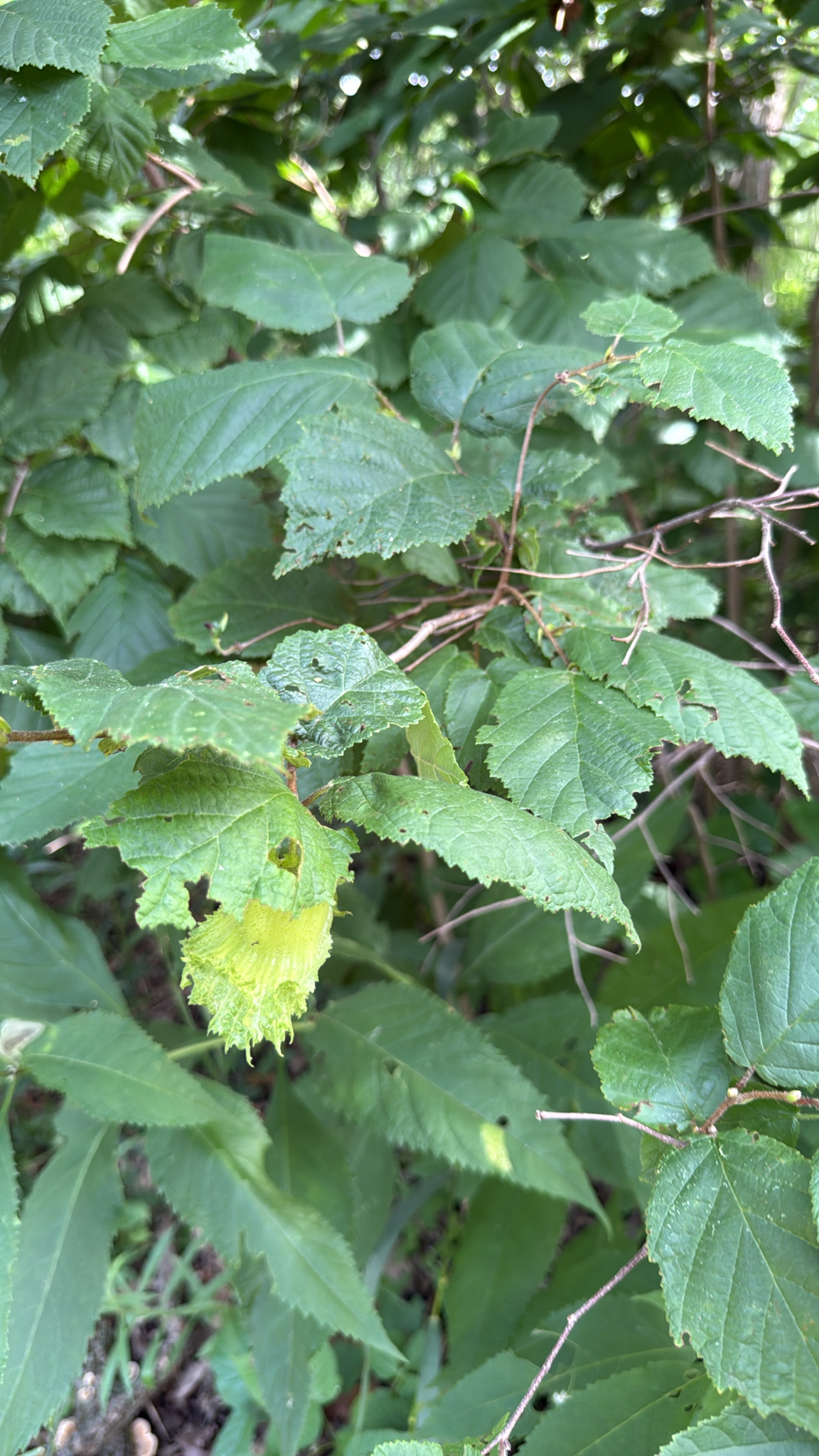 Corylus americana &mdash; American hazelnut