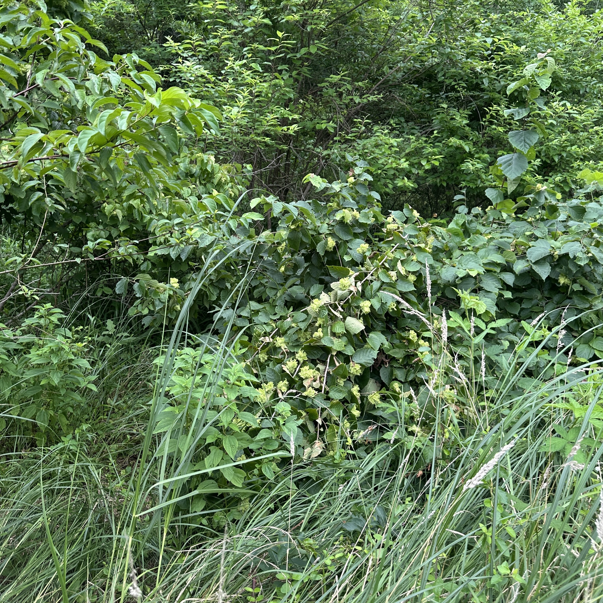 Corylus americana &mdash; American hazelnut