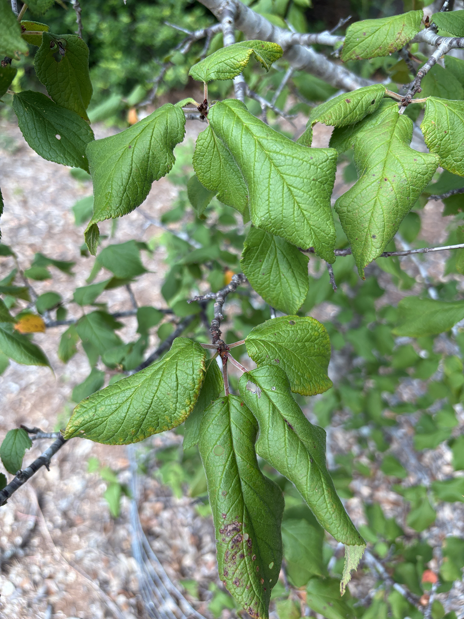 Prunus americana &mdash; Mexican Plum