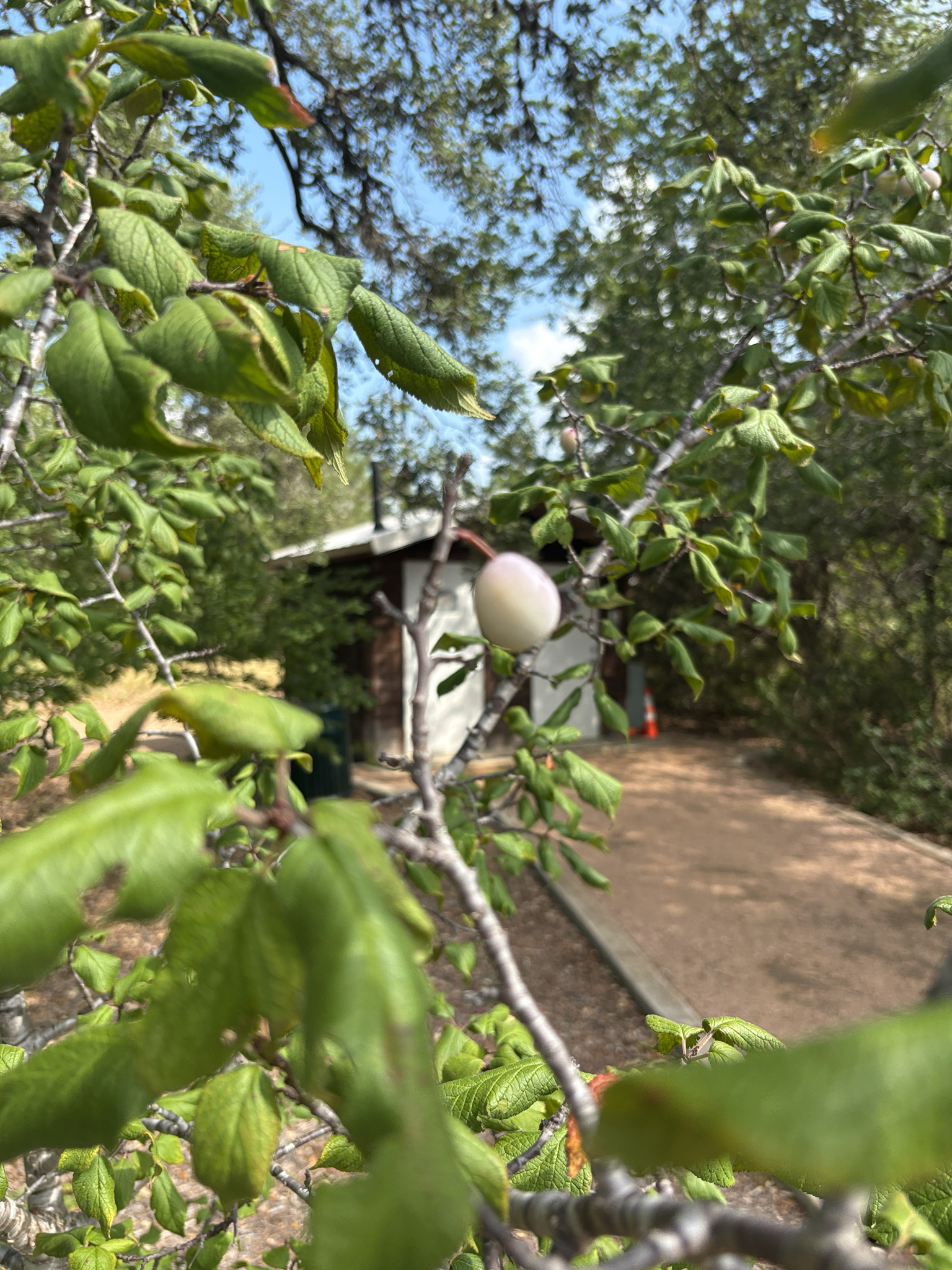 Prunus americana &mdash; Mexican Plum