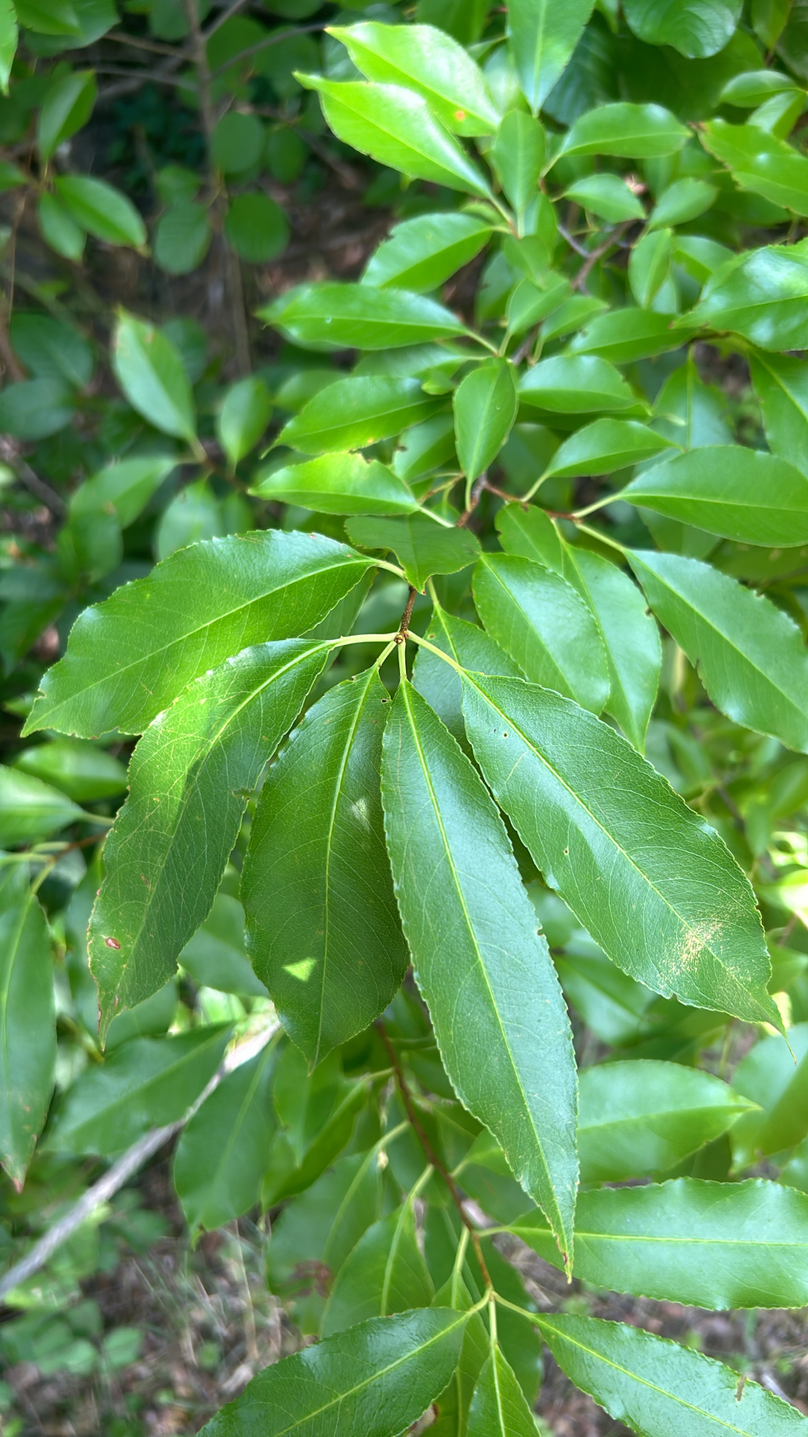 Prunus serotina &mdash; black cherry