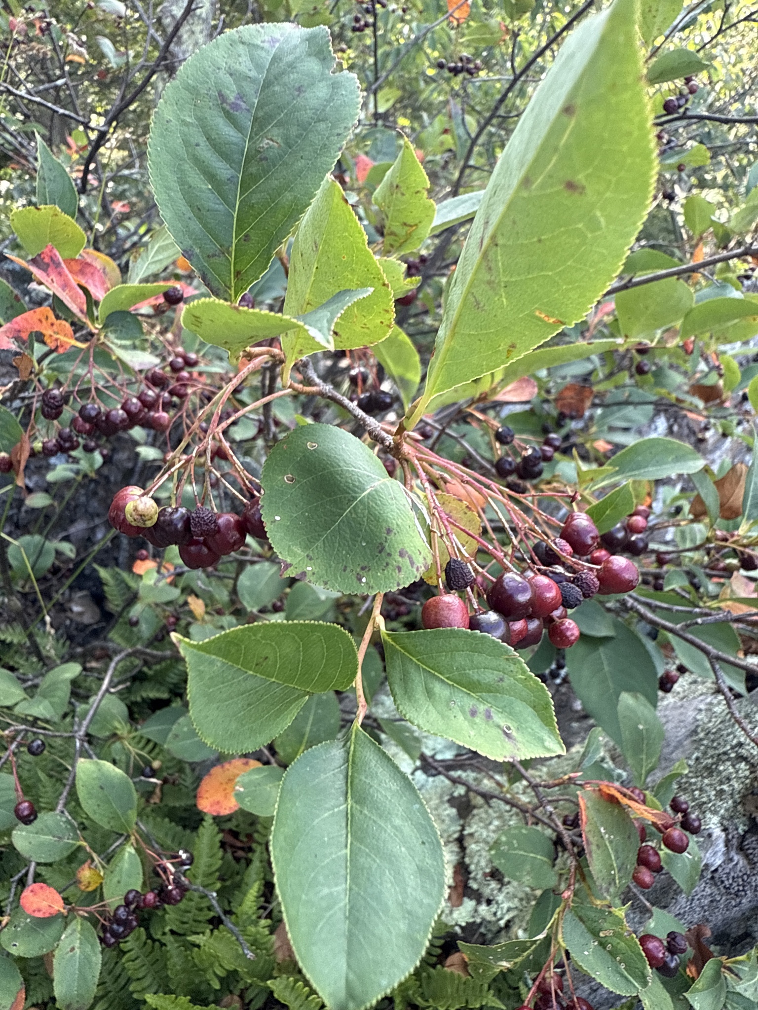 Aronia melanocarpa &mdash; black chokeberry
