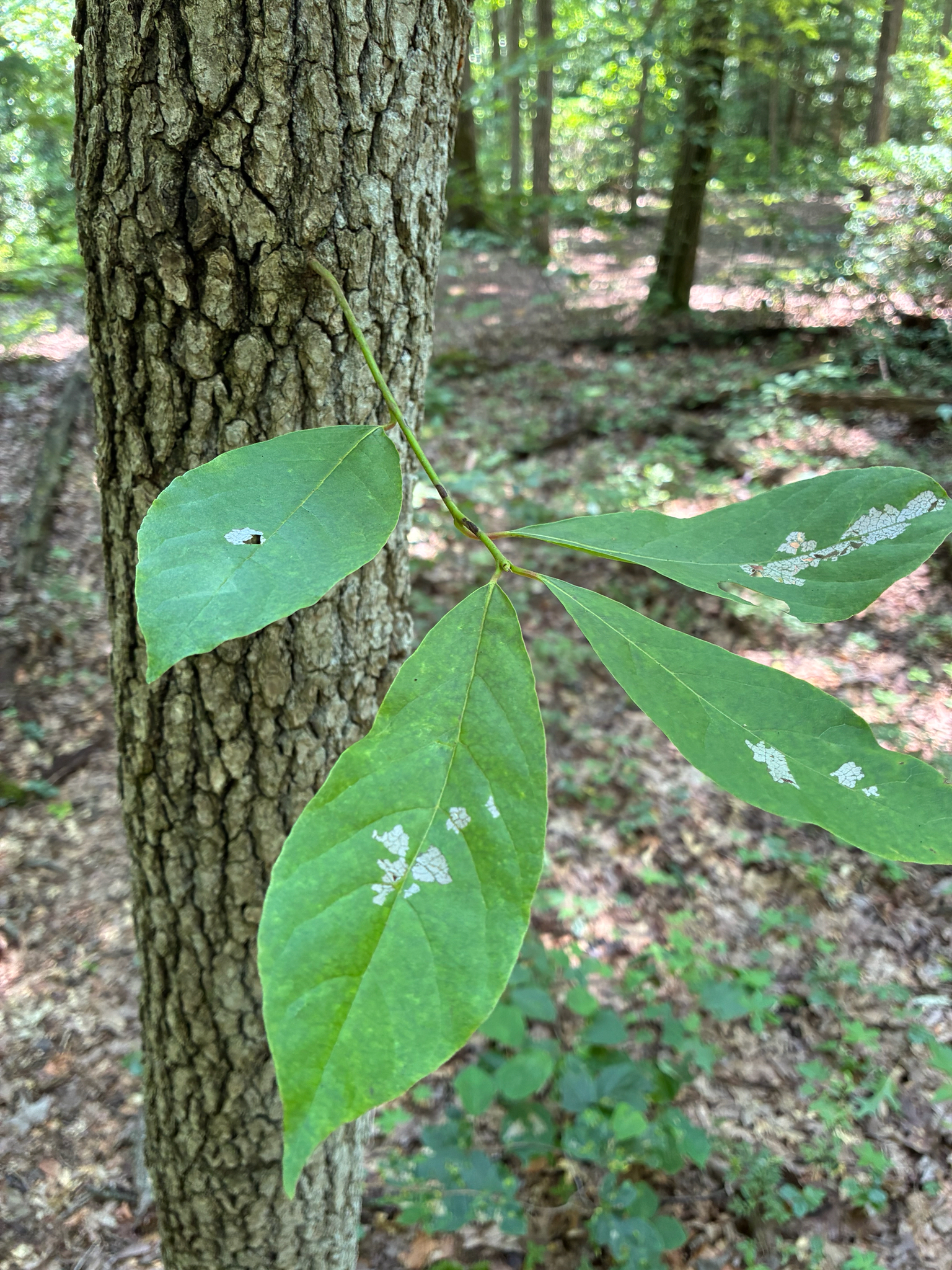 Nyssa sylvatica &mdash; Black Tupelo