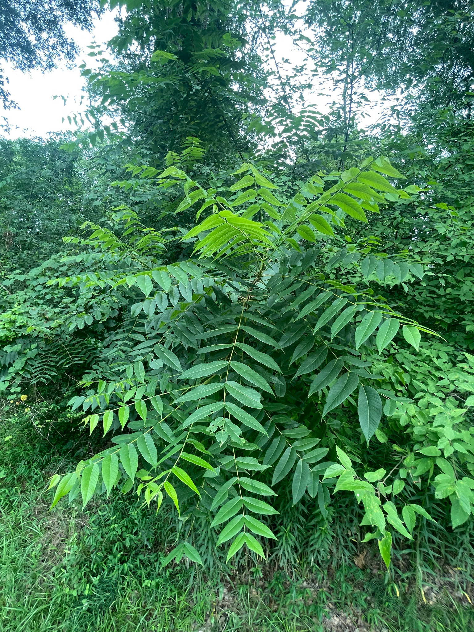 Juglans nigra &mdash; eastern black walnut