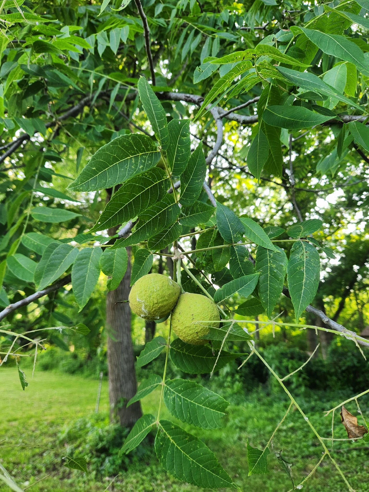 Juglans nigra &mdash; eastern black walnut
