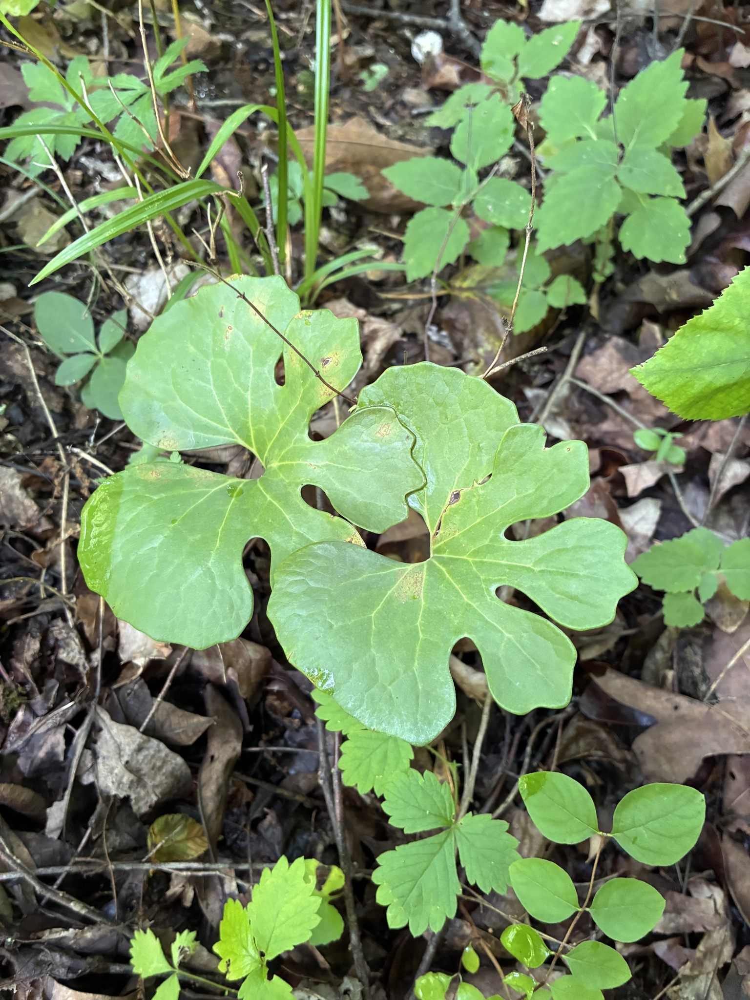 Sanguinaria canadensis &mdash; bloodroot