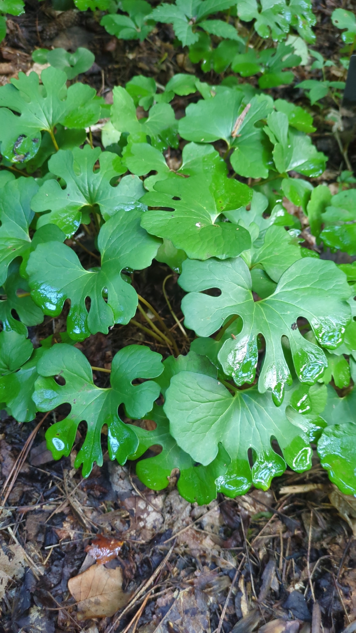Sanguinaria canadensis &mdash; bloodroot