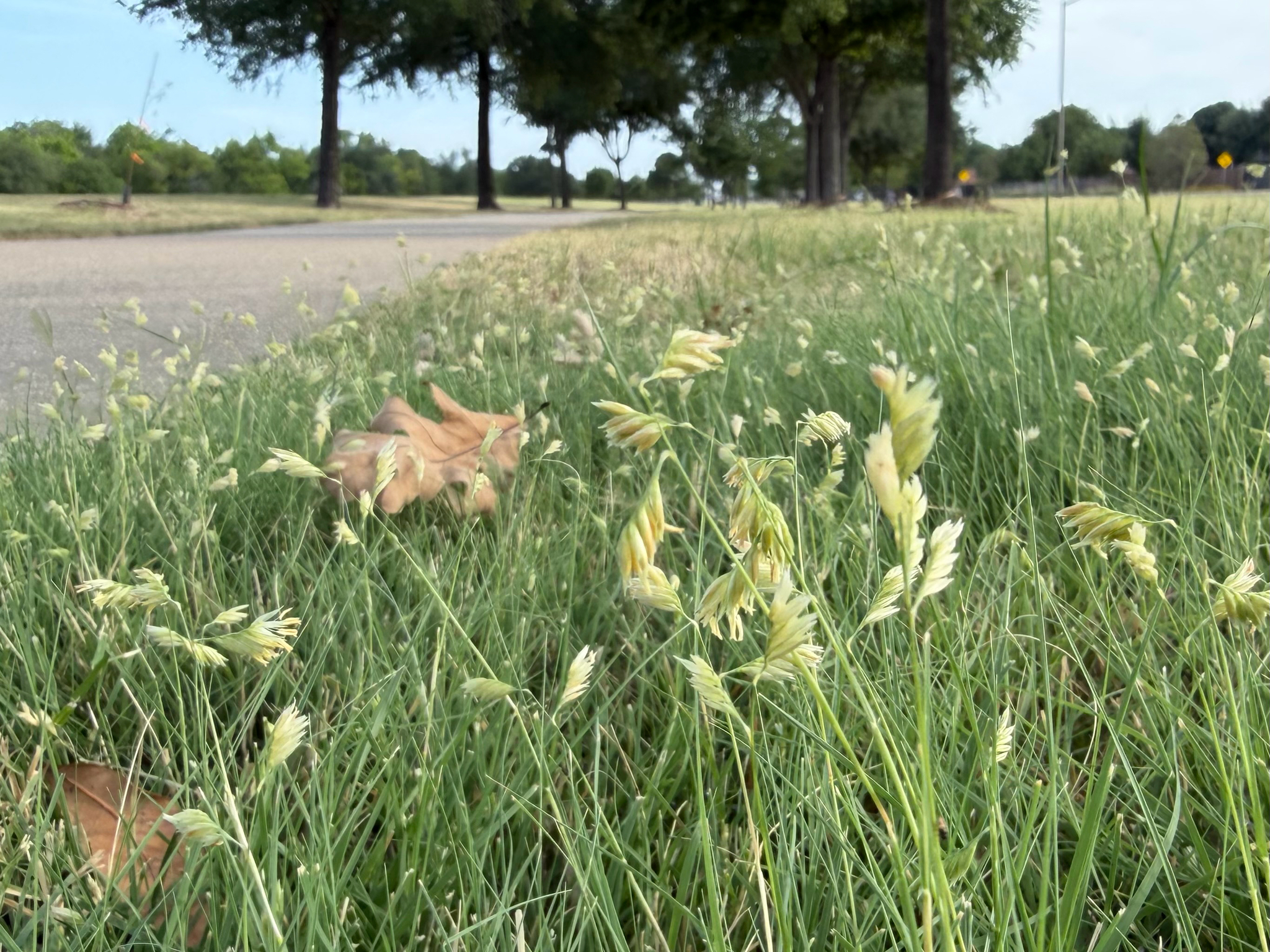 Bouteloua dactyloides &mdash; buffalograss