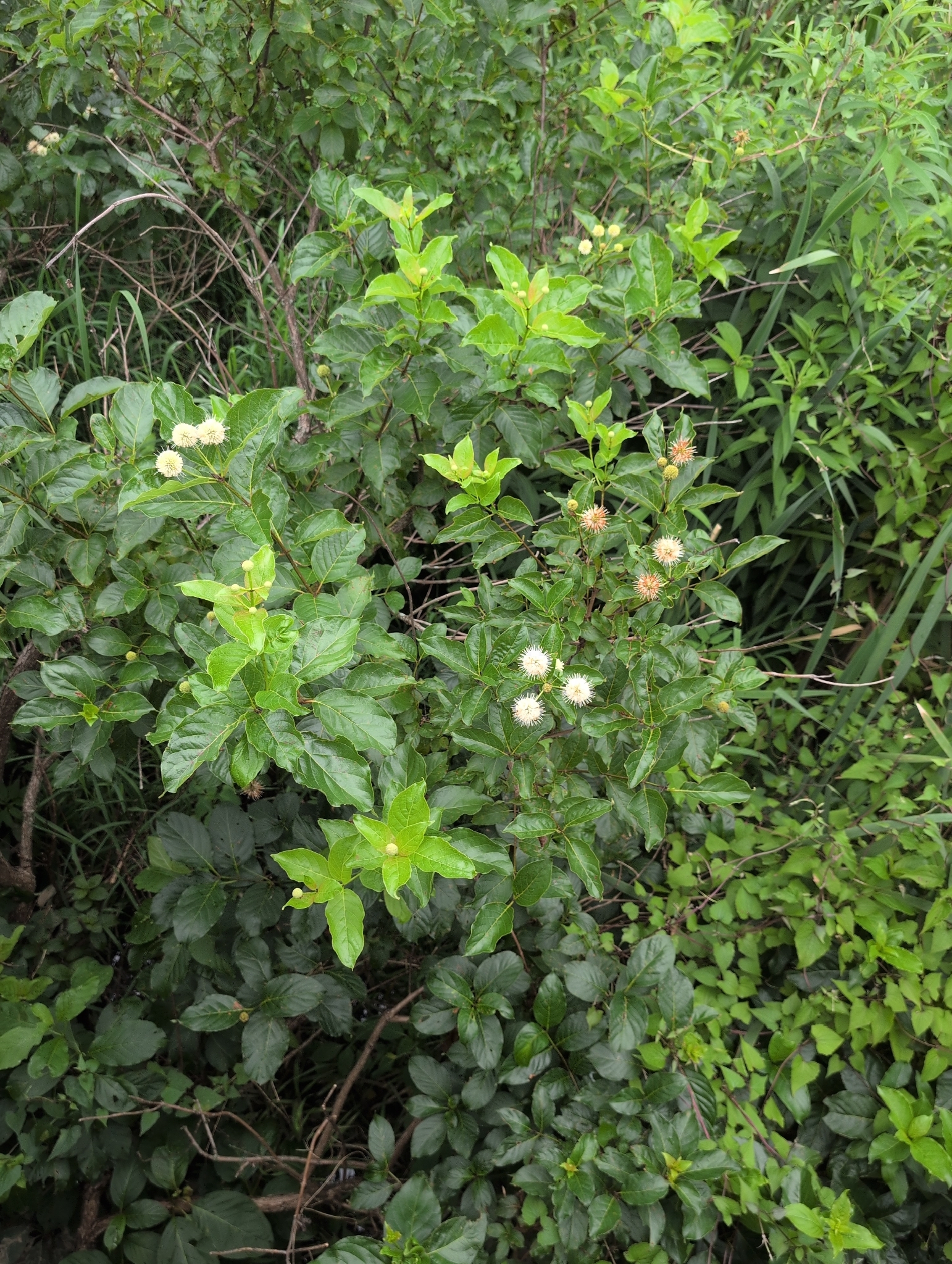 Cephalanthus occidentalis &mdash; buttonbush