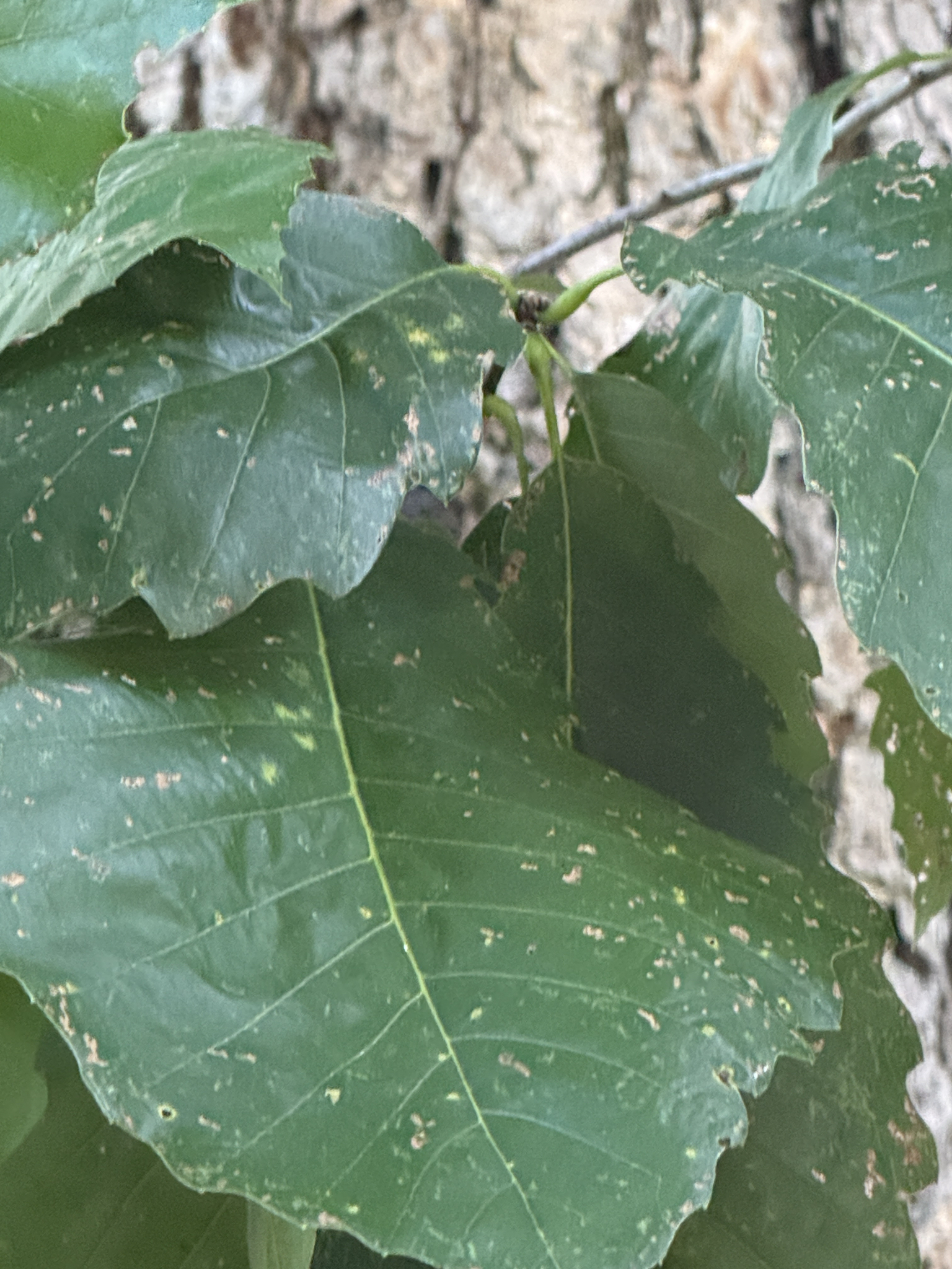 Quercus muehlenbergii — chinkapin oak