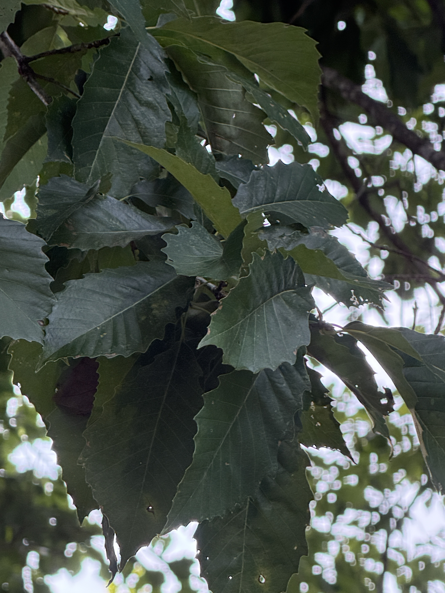 Quercus muehlenbergii — chinkapin oak