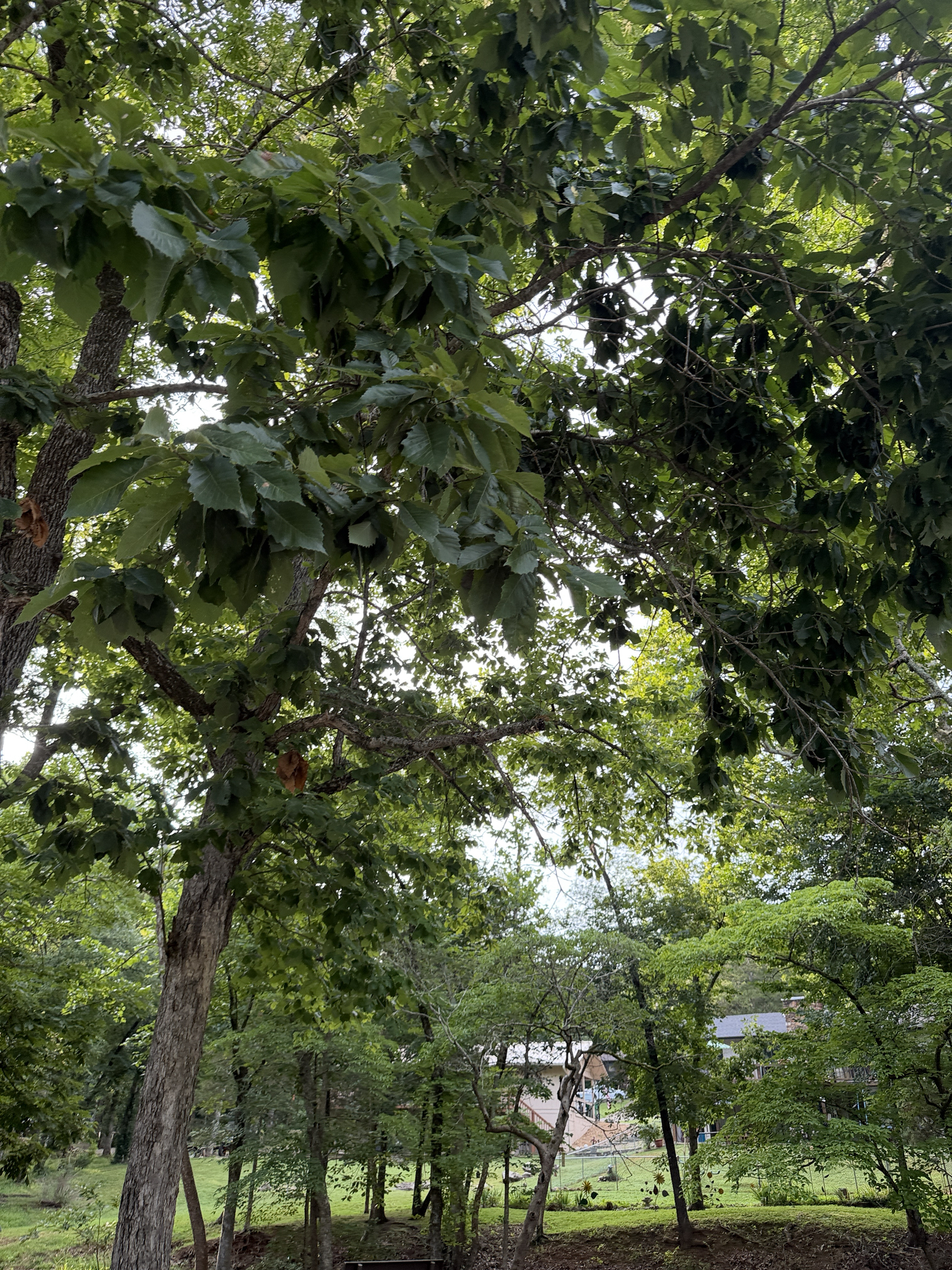 Quercus muehlenbergii — chinkapin oak