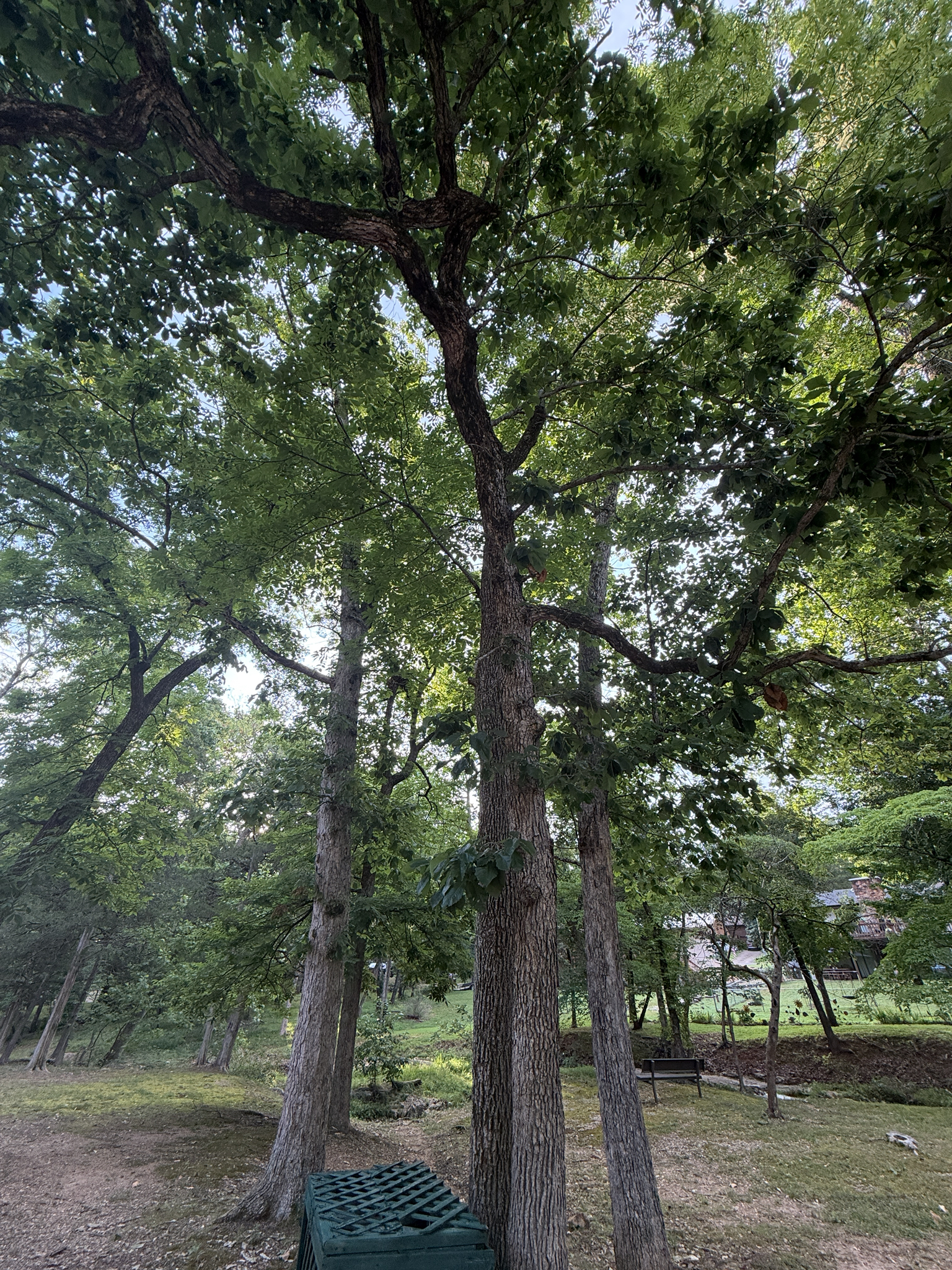 Quercus muehlenbergii — chinkapin oak